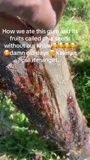 Exploring Chia Seeds: A Kalenjin Perspective on Wild Food