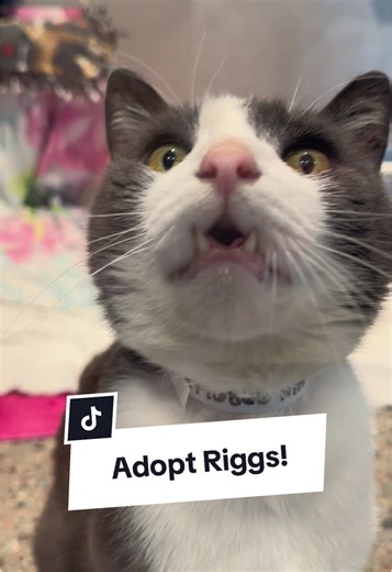Meet Riggs: The Charming 9-Year-Old Cat Looking for a Forever Home