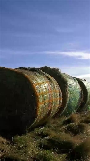 49K views · 797 reactions | Whose Roll Will Roll The Farthest? #bale #haybales #mountain #RecordBreaking #reels | How Ridiculous | Facebook