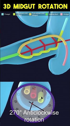 3D Midgut Folding #embryology #3danimation
