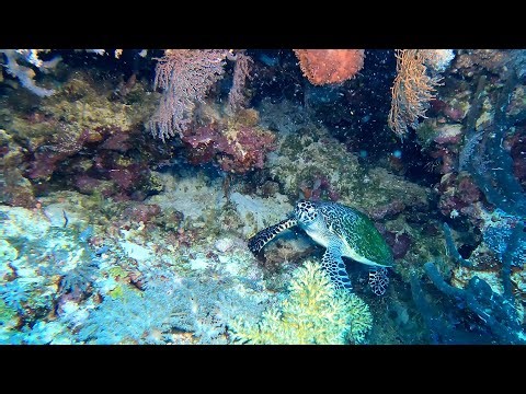 Close Encounters with PNG’s Solitary Sea Creatures