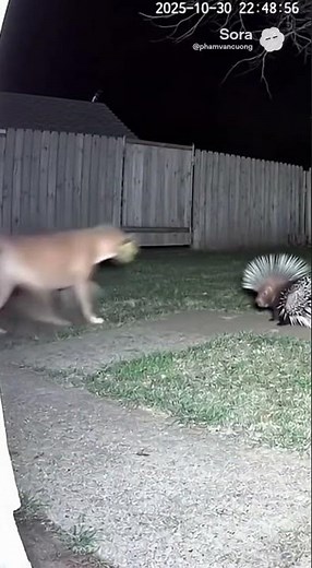 Dog vs Porcupine Security Cam Captures Painful Lesson
