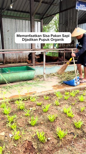 Using Cow Feed Waste for Organic Fertilizer