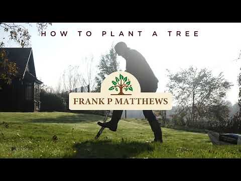 How To Plant A Bare Root Tree - Frank P Matthews