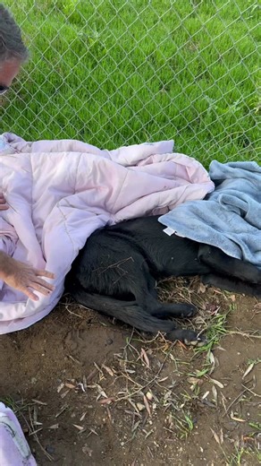 Rescuing a Dog Hit by a Car: Heartwarming Act of Kindness