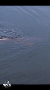 Coming up this week on ODB! If you can get into the ponds this time of year. Get ready for an exciting episode of ODB TV! We're diving into sightcasting for pumpkins, the best way to catch those feisty Reds! This week, we're joined by two top pros who will share their best tips and techniques. Whether you're a pro or a beginner, you won't want to miss their advice and some thrilling action on the water. Tune in and step up your fishing game! #ODBTV #FishingAdventures #Sightcasting #PumpkinFishin