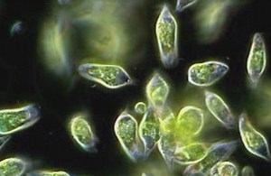 Galleries | Euglena rostrifera (Protozoan) Videos