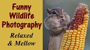 Funny Wildlife Photography Relaxed and Mellow - 1Funny.com