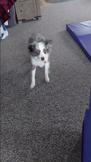 Aussie hates whoopie cushion