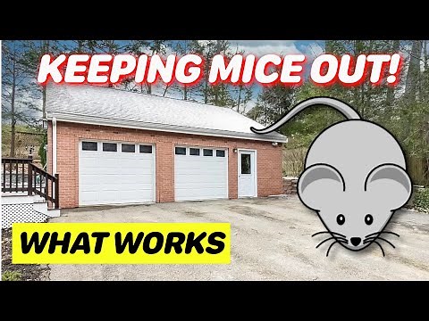 How to Keep Mice Out of Your Garage (Or Shed)