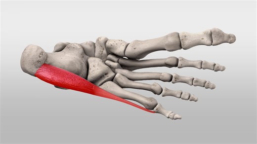 Musculus abductor digiti minimi pedis