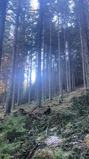 Forest Logging with Valtra 6250 Excavator