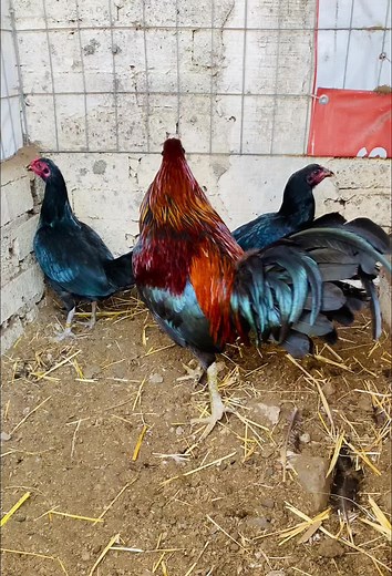 Colorful Chickens: Beauty of Black and Red Feathers
