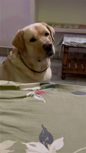 Try not to cry challenge (IMPOSSIBLE) 😭🐾#trendingshorts #trending #trendingreels #dogshortscute