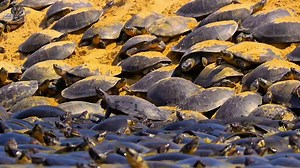 32M views · 915K reactions | Turtles  Life Cycle, Wild Animal Hindi, #documentary #wildanimals #wildlife #hindi | Wild Animals Hindi | Facebook