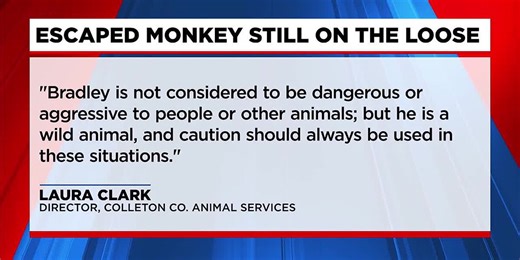 Escaped monkey still on loose in Lowcountry
