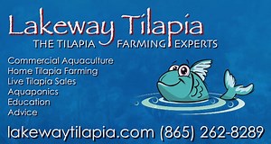 Tilapia fingerlings and tilapia breeding colonies.