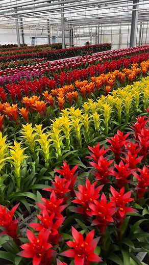 Explore the Stunning World of Bromelia Plants at Junglestar Bromelia Decorum