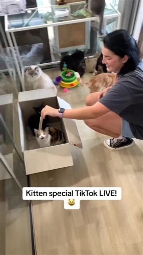 crazycatcafe on TikTok