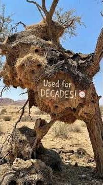 This Bird Builds the BIGGEST Nest on EARTH... For HUNDREDS of Birds Living Together! #SociableWeaver