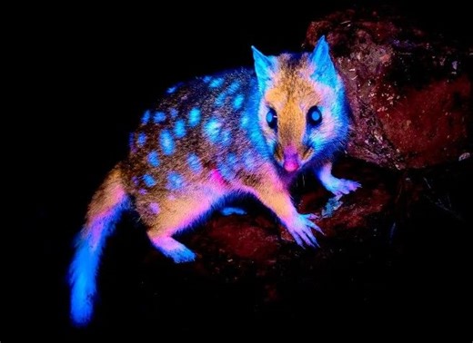 Glow-in-the-dark animal captured on camera for first time