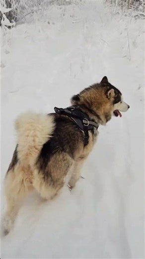 Siberian huskies | the most STRIKING a dog can get!