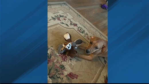 We have an update on the Animal Abuse investigation in Johnstown we first told you about Yesterday A video being shared online showed what appeared to be two dogs being thrown into an outdoor pen We're now learning they're being cared for in new foster homes. Here are pictures of Nova and Norah. Animal Rescue Helping Hearts and Healing Tails said they were contacted by the Johnstown Police Department to take the dogs in. They are two female, mixed breed-pups, who are between four and five months