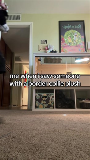 #essa #emotionalsupportstuffedanimal #antiessaheat #fyp #bordercollie | Bordercollie
