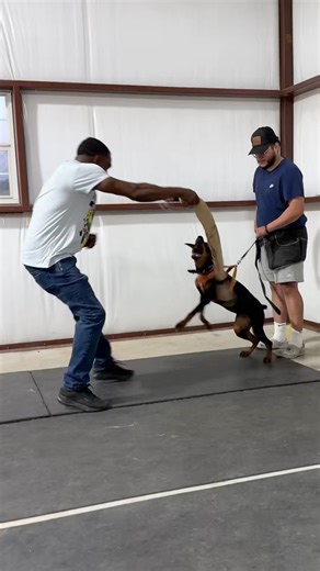 Beginner Bite Work with Doberman Puppy