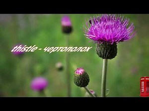 Excel 8.Module 6.The natural world Flowers