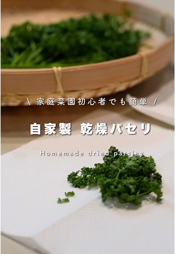 パセリ 育て方 プランター｜家庭菜園初心者でも長く収穫