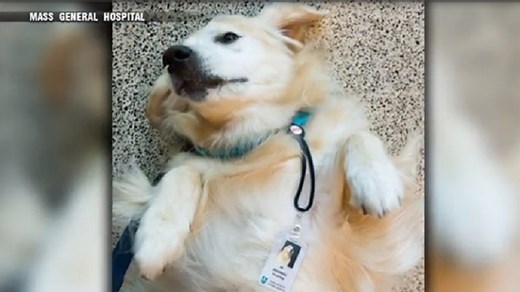 Therapy dog at Massachusetts General Hospital brings comfort during coronavirus pandemic