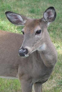Headless Deer Found Along Route 22
