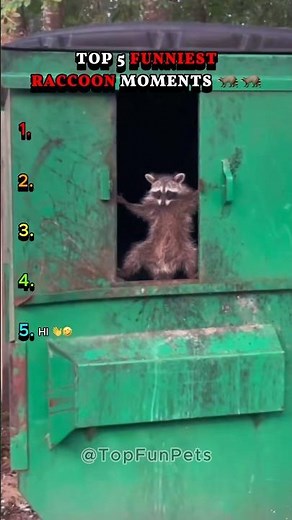 Top 5 Funniest Raccoon Moments