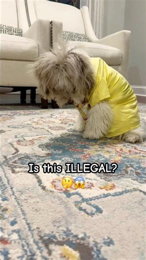 Trapped..or Fashionista?👗😂 (Mini Aussiedoodle) #miniaussiedoodle #shorts #dogs