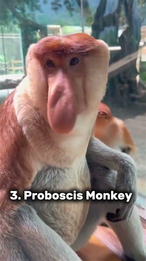 Crazy monkey sounds #cute #funny #animals #monkeys #viral