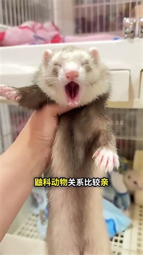 Why do red pandas, which belong to the order Carnivora, love fruit so much? #AnimalCommentary #Am...