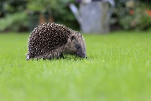 European hedgehog | Cornwall Wildlife Trust