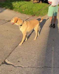 4.4K views · 75 reactions | LUCKY IS SUCH A GOOD BOY PLEASE SHARE!...