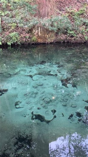 Mystical Emerald Spring in Japan: Izumigamori 🇯🇵 ✨