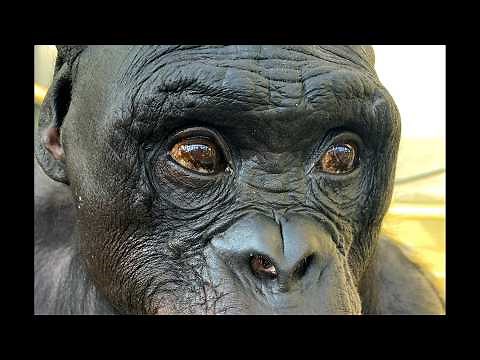 Do apes have an imagination? A new study suggests Kanzi the bonobo did