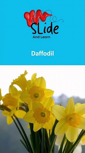 National Flower of Wales🌼 | The Meaning Behind the Daffodil