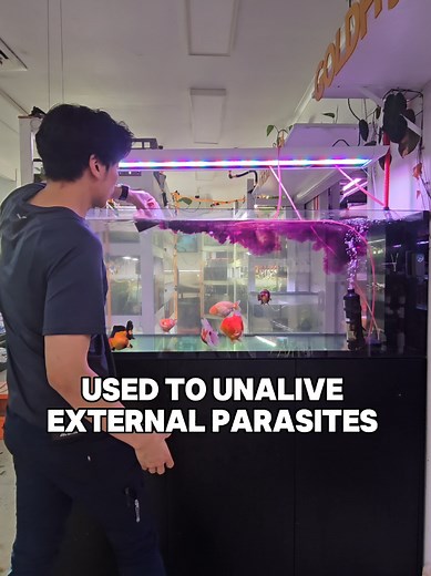 Potassium permanganate is used to treat parasites, bacterial & fungal infections, and even break down organic waste #aquariumhobby #fishkeeping #fishtreatment