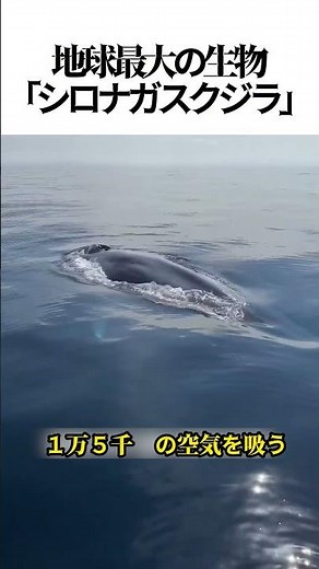 【衝撃】あの水柱は海水じゃない！？地球最大の生物「シロナガスクジラ」のヤバすぎる呼吸法😱🐳#シロナガスクジラ #海洋生物 #雑学 #衝撃映像 #クジラ #地球最大の生物 #ゆっくり解説