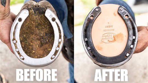 From start to finish: The satisfying hoof restoration process