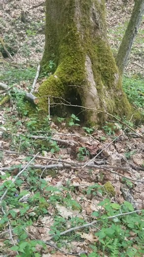 #andidawn #ByeByeSundayBlues #SeeHerGreatness #LENOVOJUSTBEYOU #westvirginiacheck #304 #TalkingTree #LIKEABOMBSHELL #mountainstate