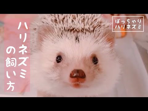 ハリネズミの飼い方＊ 〈総集編〉