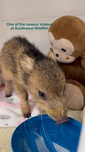Volume up for baby javelina sounds! 🩵 #southwestwildlife #babyjavelina #arizonaanimals #babyanimals #wildliferescue | Southwest Wildlife Conservation Center