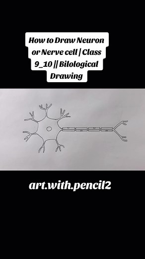 How to Draw Neuron or Nerve cell | Class 9_10 || Bilological Drawing #drawings #neuron #nerve #cell #class9 #pencil #drawingskills #art #artists #artwork #artgallery #artlover #artfan #pencildrawing #drawingpencil #usa #uk #foryou #foryourpage #foryoupageofficiall #onemillionaudition #account #viral #FYB