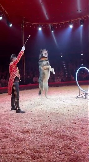Wolf Show 🐺🎪💀 | #funny #viral